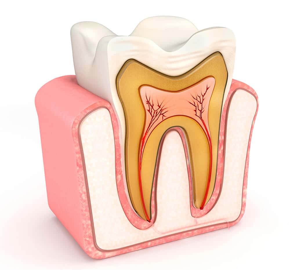 nombres de los dientes y partes