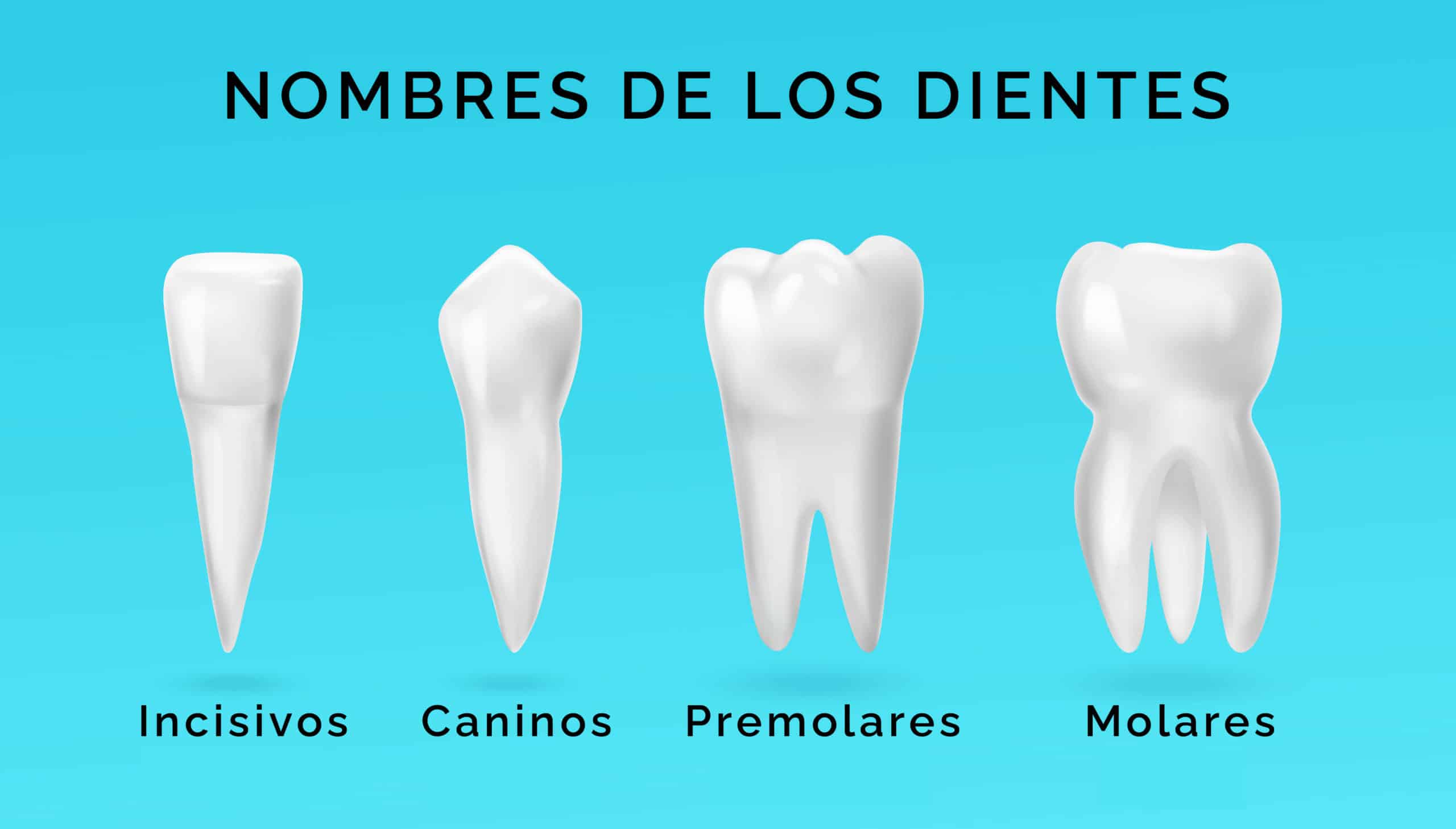 nombres de los dientes infografía